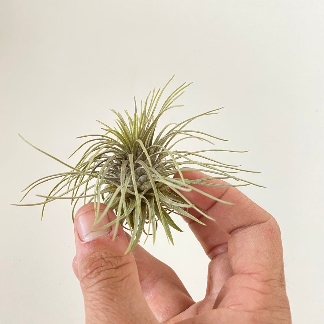 Tillandsia atroviridipetala