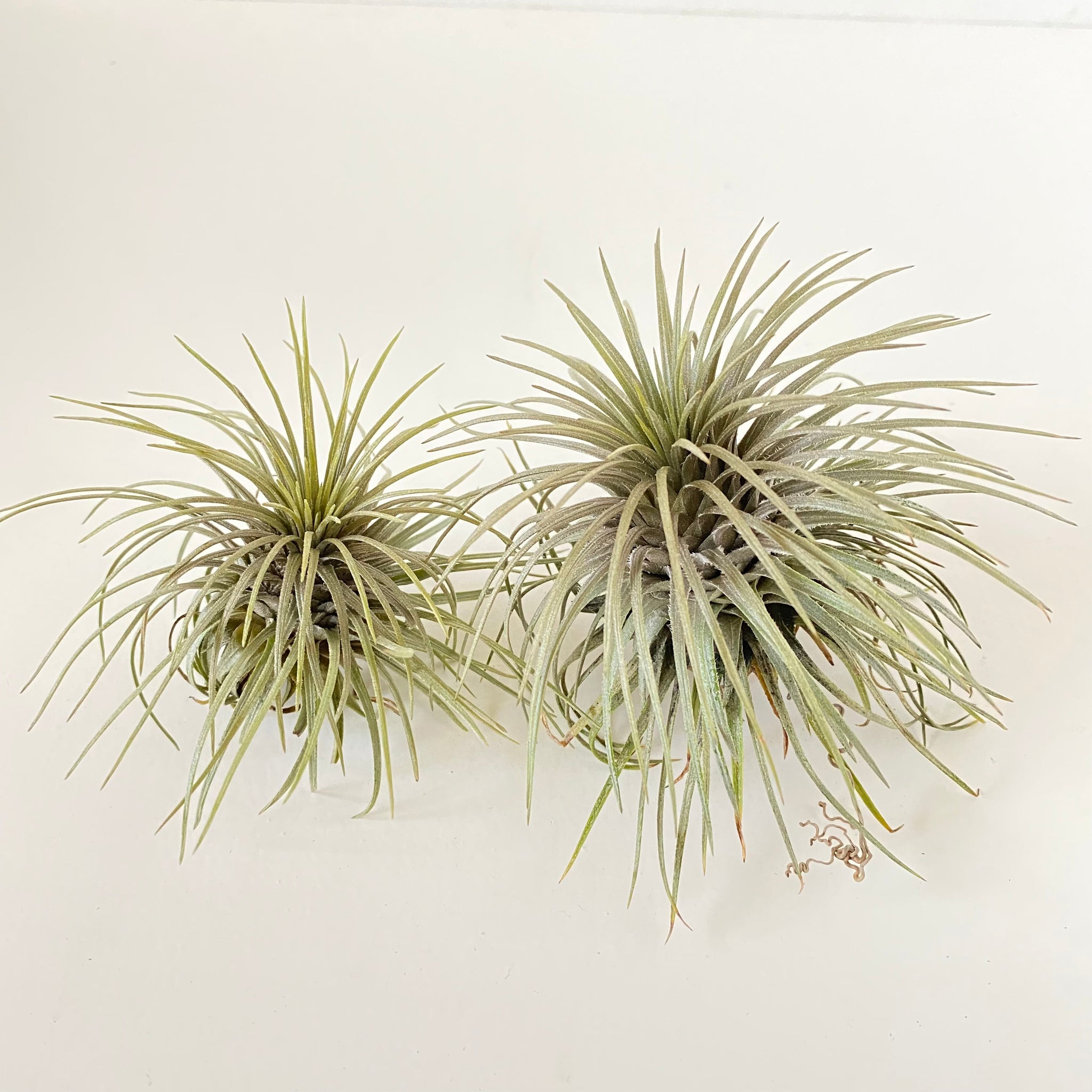 Tillandsia atroviridipetala – Cuffel Farms