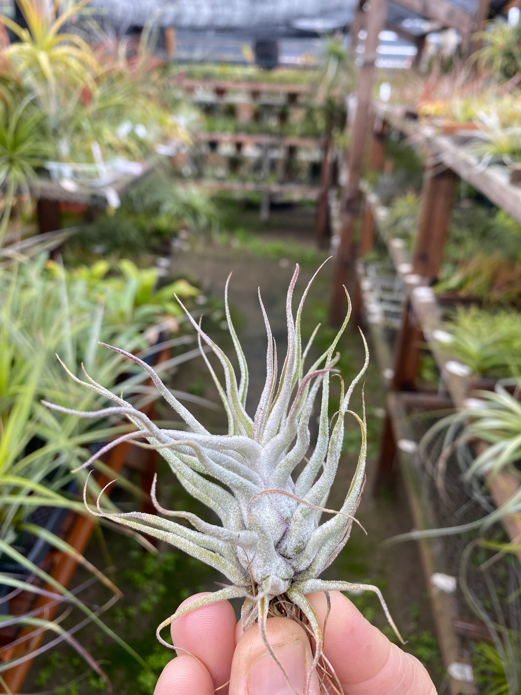 Tillandsia Ty (ehlersiana x bulbosa) RFI clone – Cuffel Farms Tillandsia Ty (ehlersiana x bulbosa) RFI clone – Cuffel Farms
