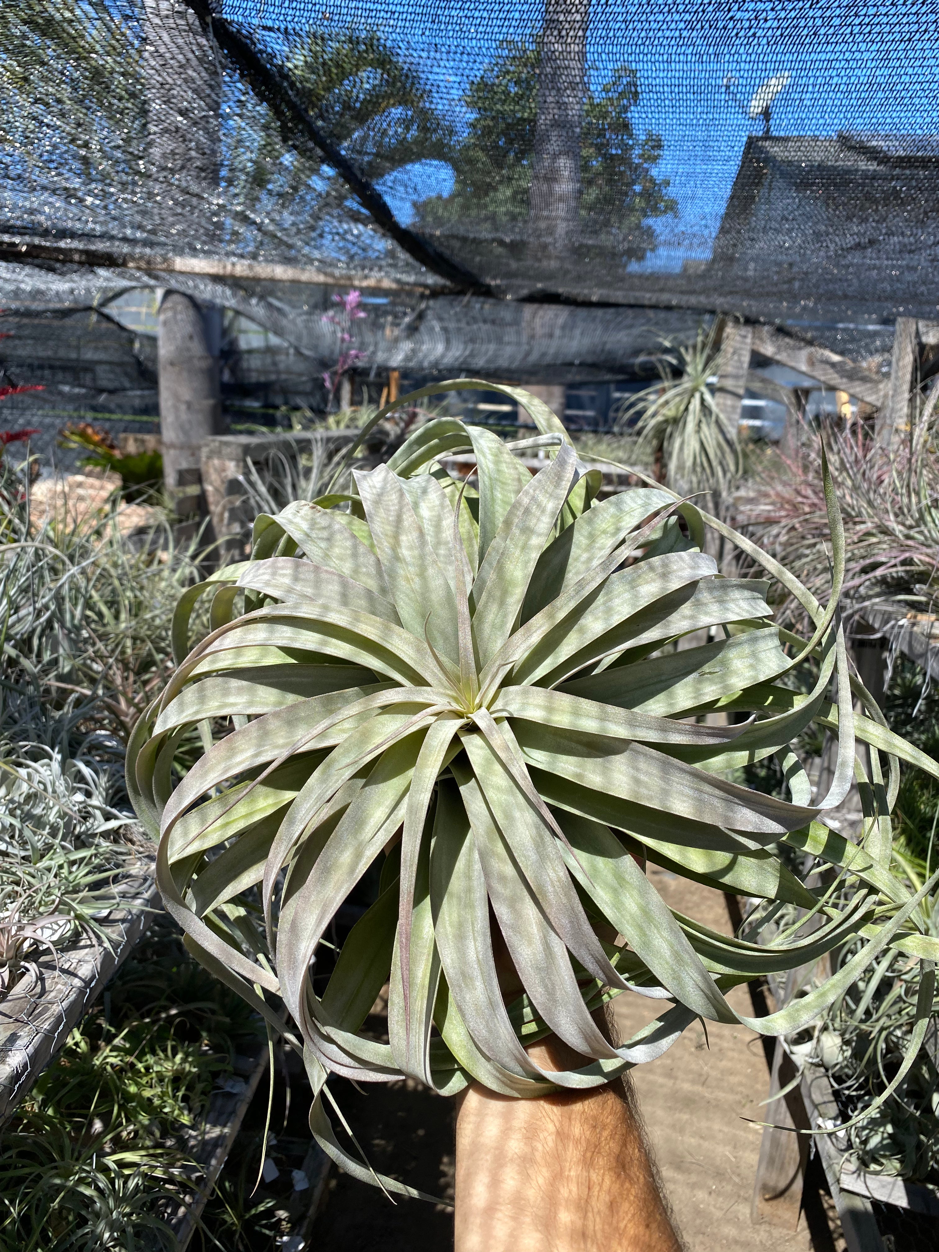 Tillandsia xerographica x Tillandsia brachycaulos – Cuffel Farms