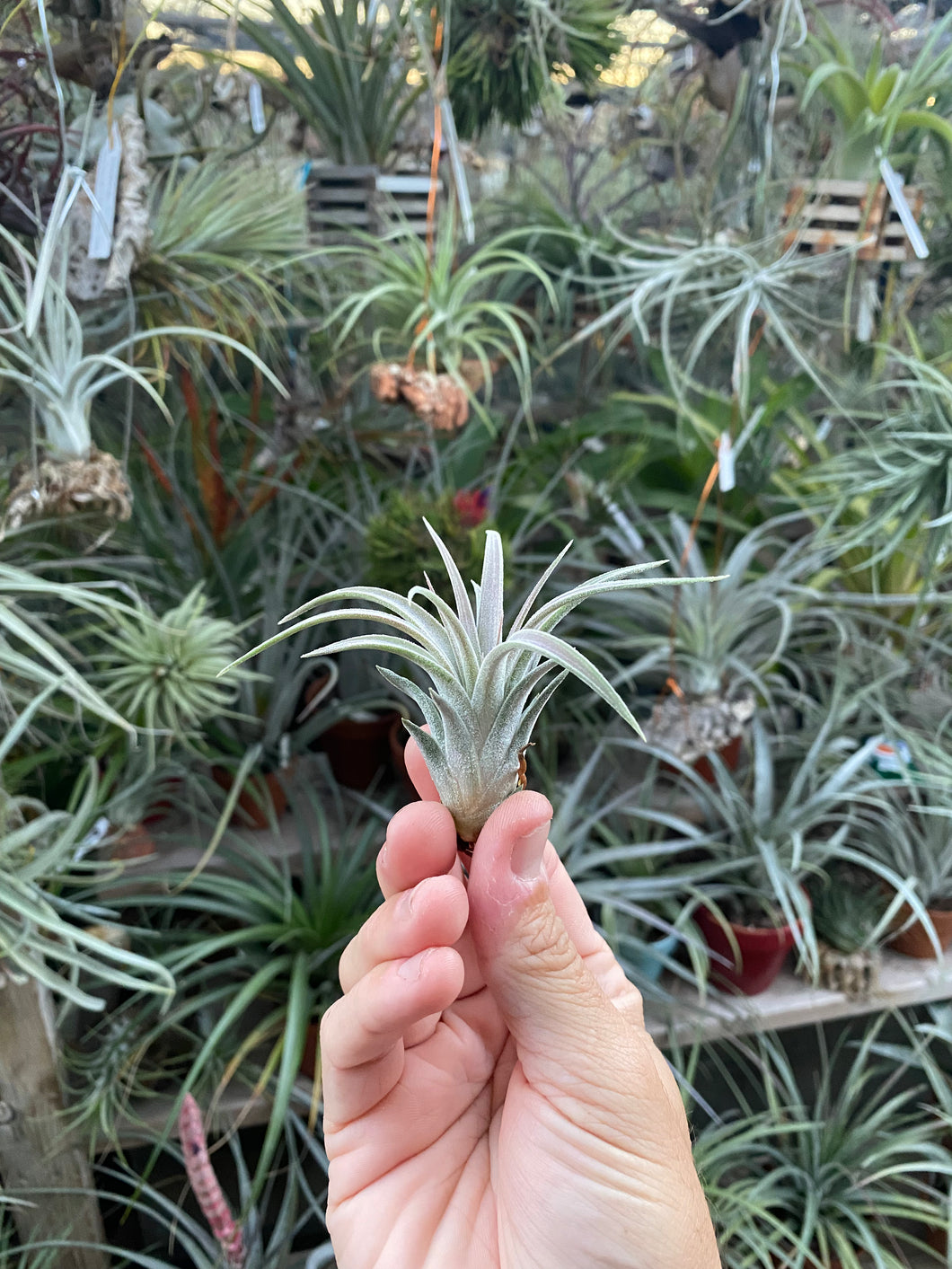 Tillandsia Silver Trinket (Tillandsia ionantha x Tillandsia Tillandsia Silver Trinket (Tillandsia ionantha x Tillandsia