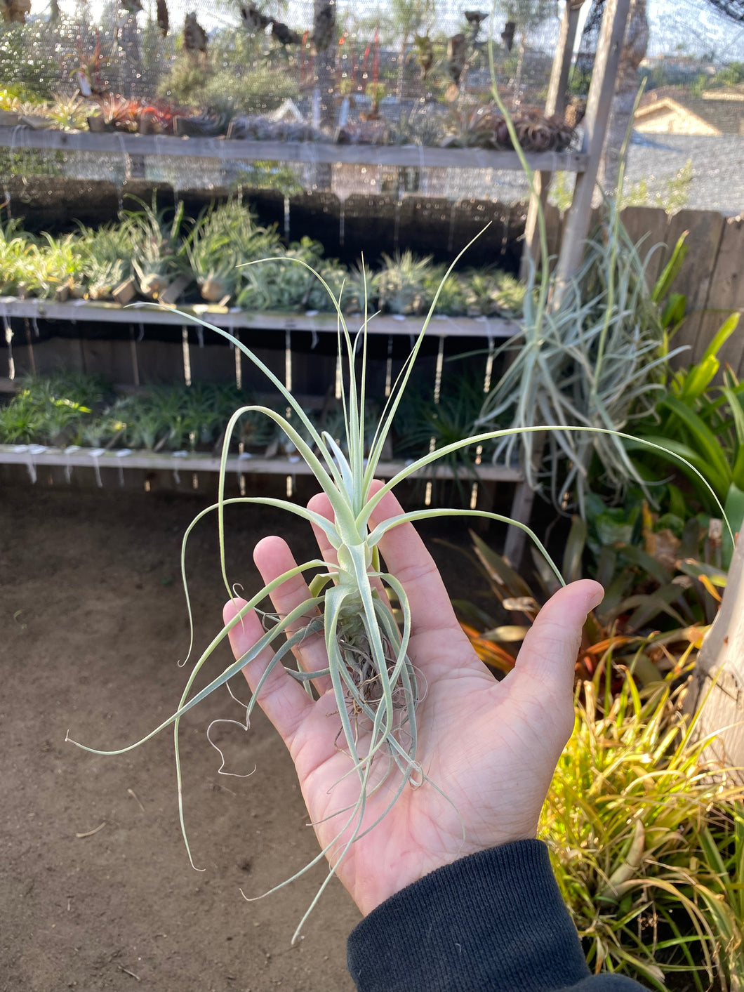 Tillandsia straminea