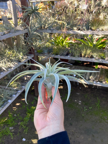 Tillandsia harrisii x Tillandsia xerographica (TI clone)