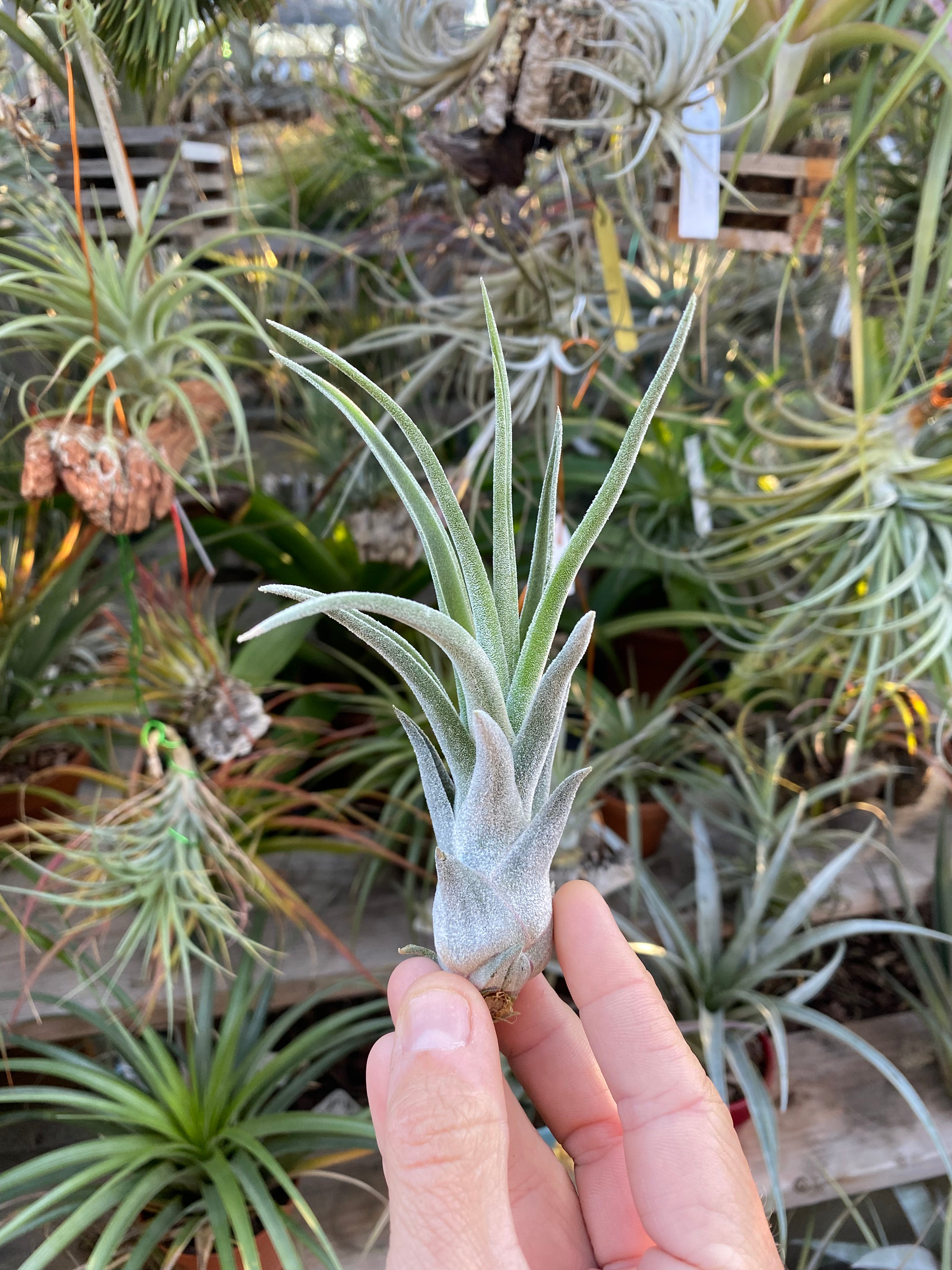 Tillandsia Sitting Pretty (Tillandsia streptophylla x Tillandsia paucifolia)