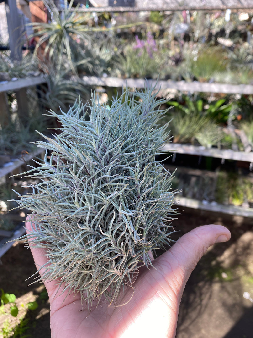 Tillandsia capillaris