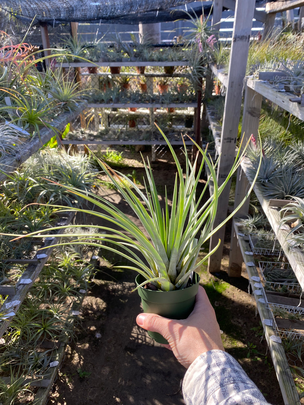 Tillandsia beutelspacheri