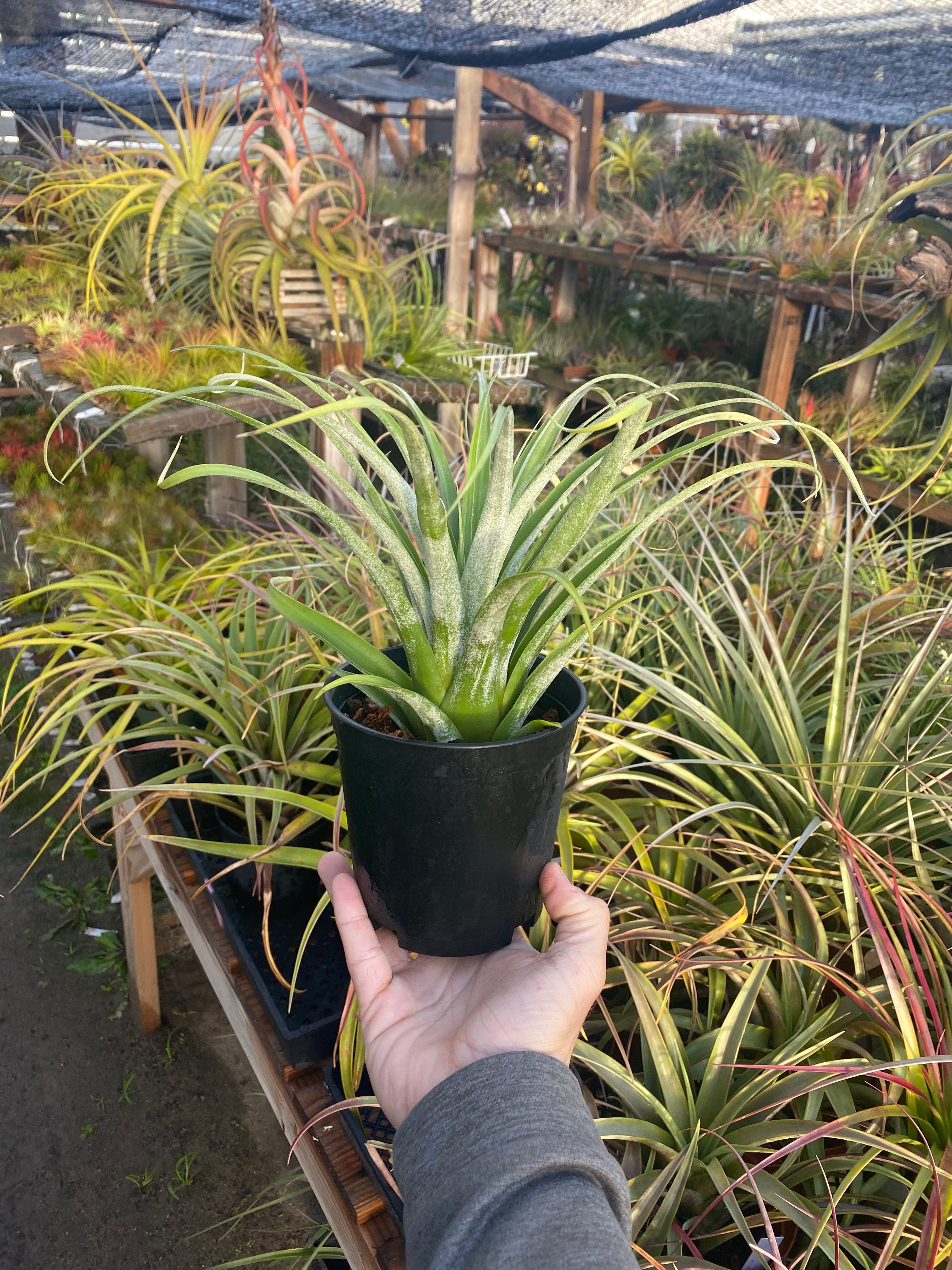 Tillandsia Bird Rock on Steroids (T. El Guapo x roseoscapa)