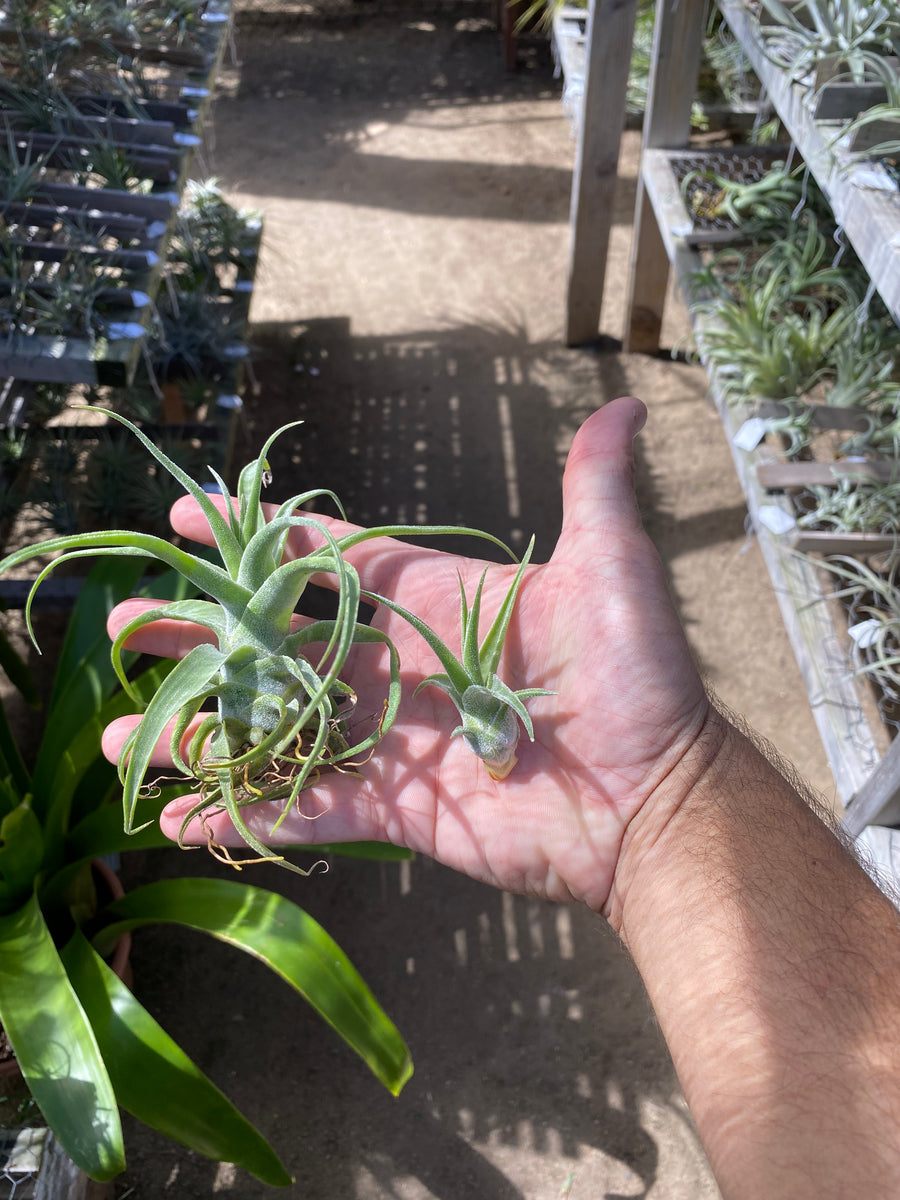 Tillandsia diguetii – Cuffel Farms