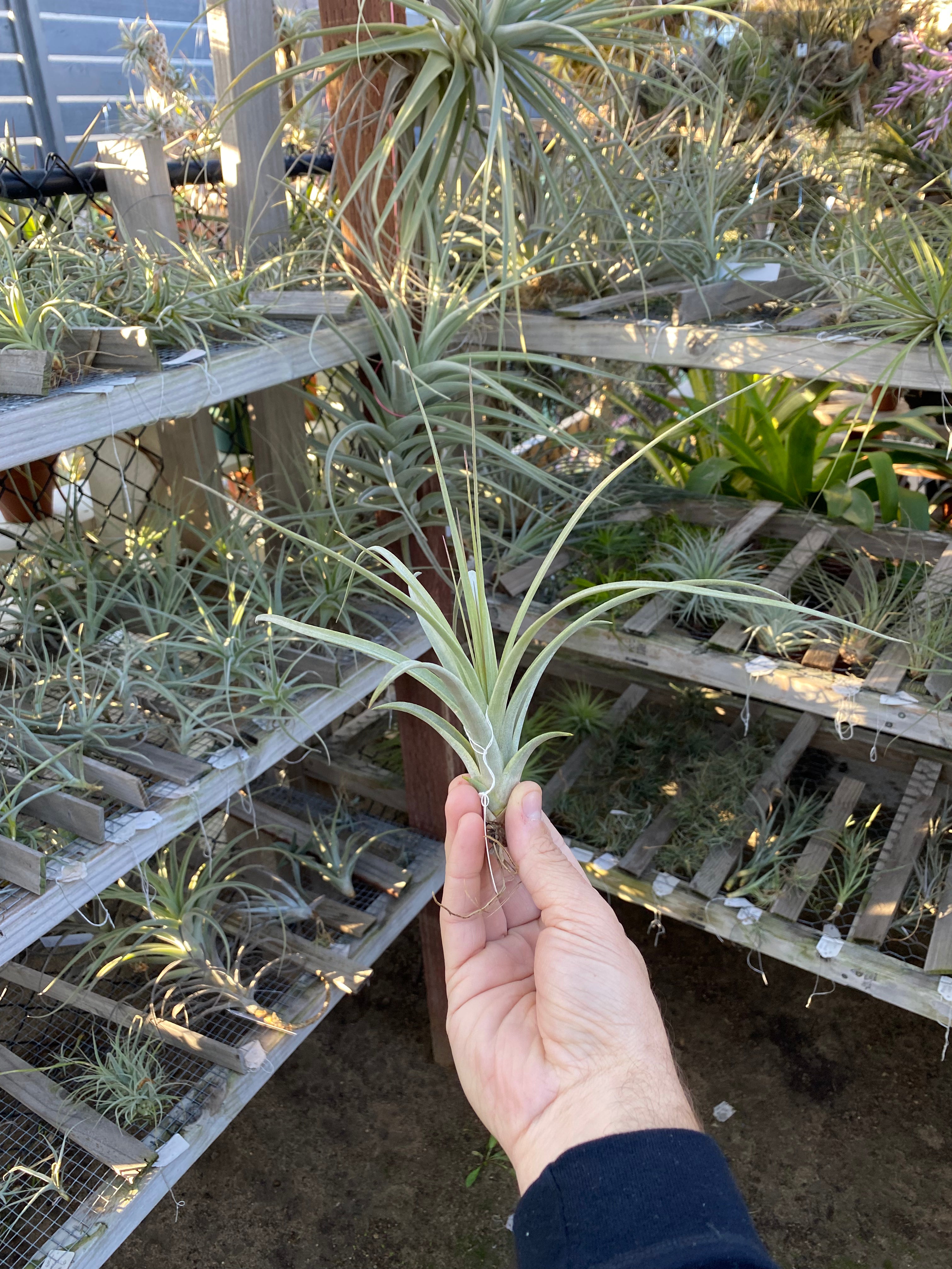 Tillandsia Foliar Fountain (T. exserta x concolor) – Cuffel Farms