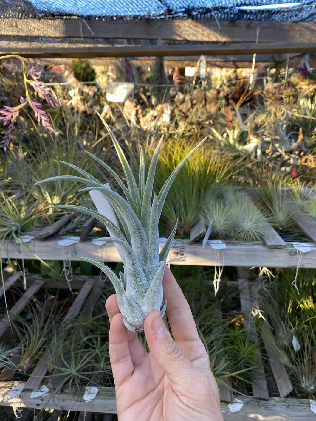 Tillandsia Bird Rock Symmetry (streptophylla x mitlaensis)