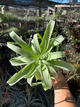 Tillandsia streptophylla 'Belize'