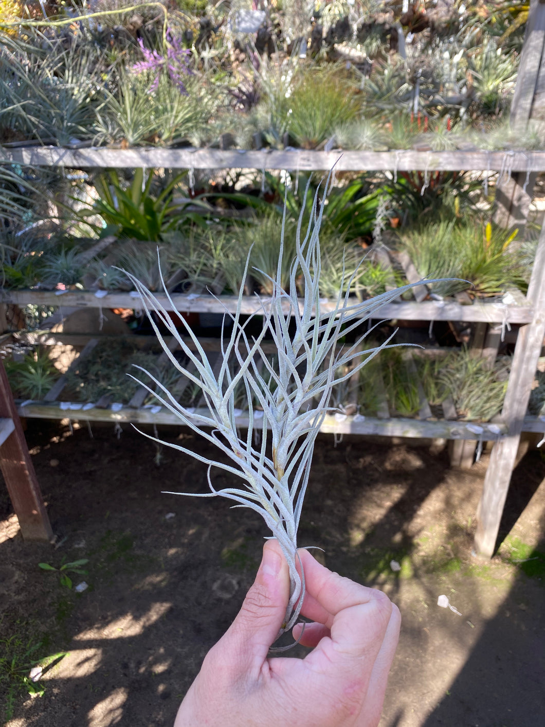 Tillandsia paleacea 'Flaca'