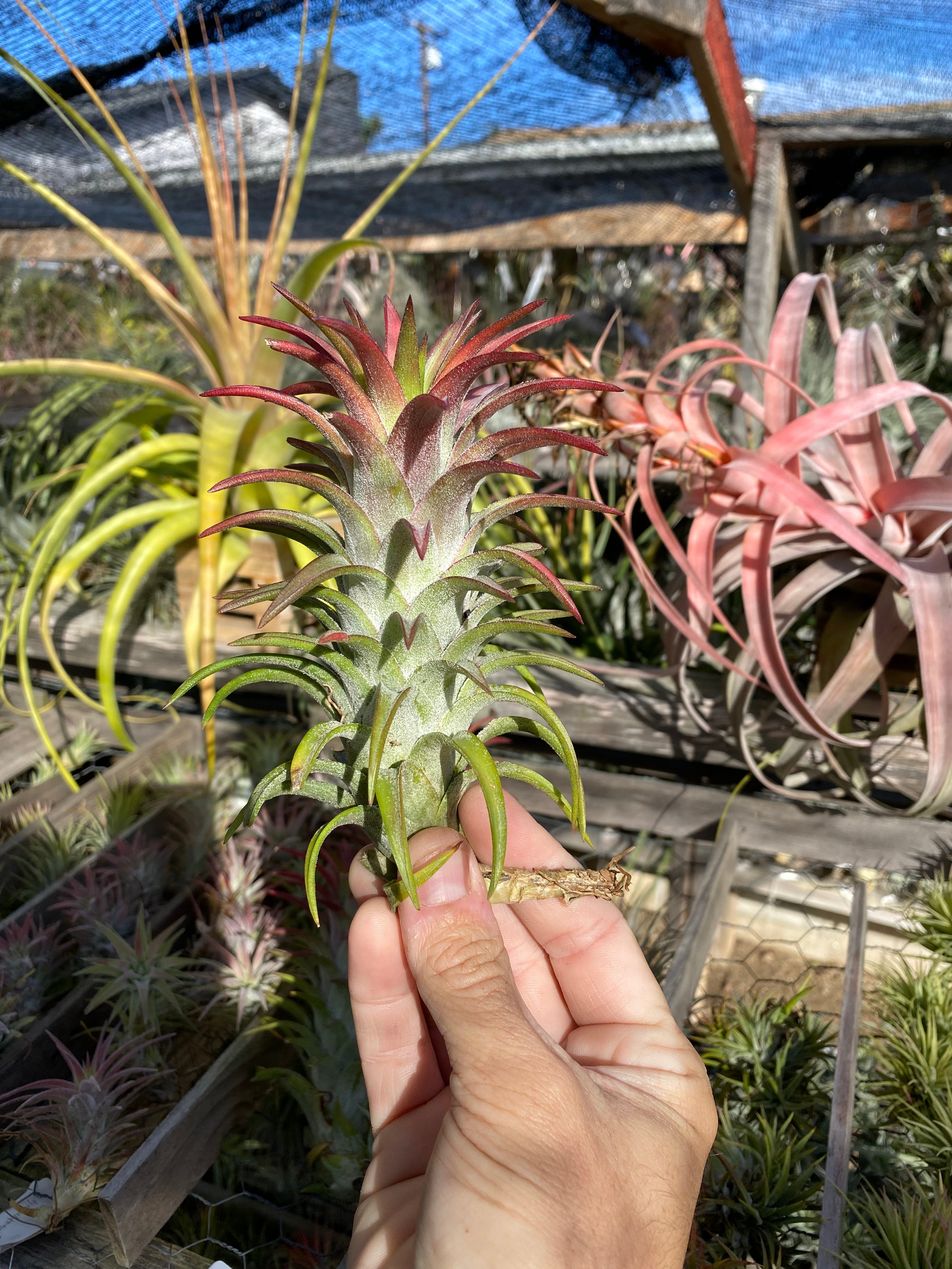 Tillandsia Ionantha Vanhyningii Air Plant [Single Plant