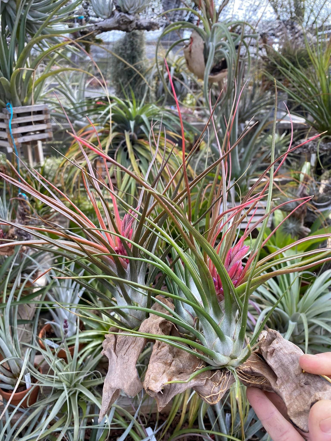 bulbosa belize air plant Tillandsia bulbosa Belize x vanhyningii – Cuffel Farms