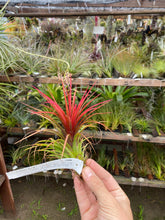 Tillandsia Rainforest Red