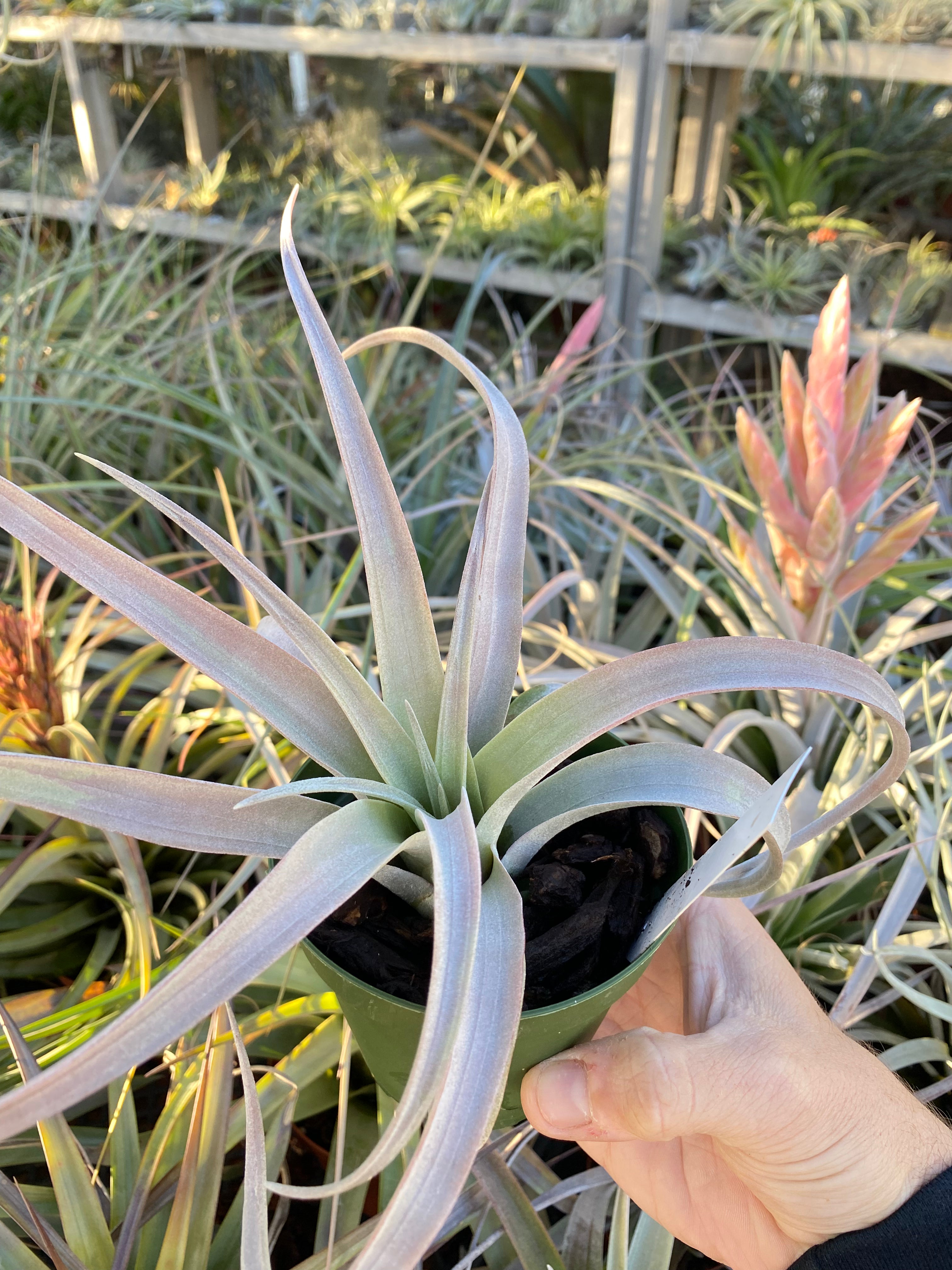 Tillandsia Pink Sorbet (chiapensis x capitata 'Rubra') – Cuffel Farms