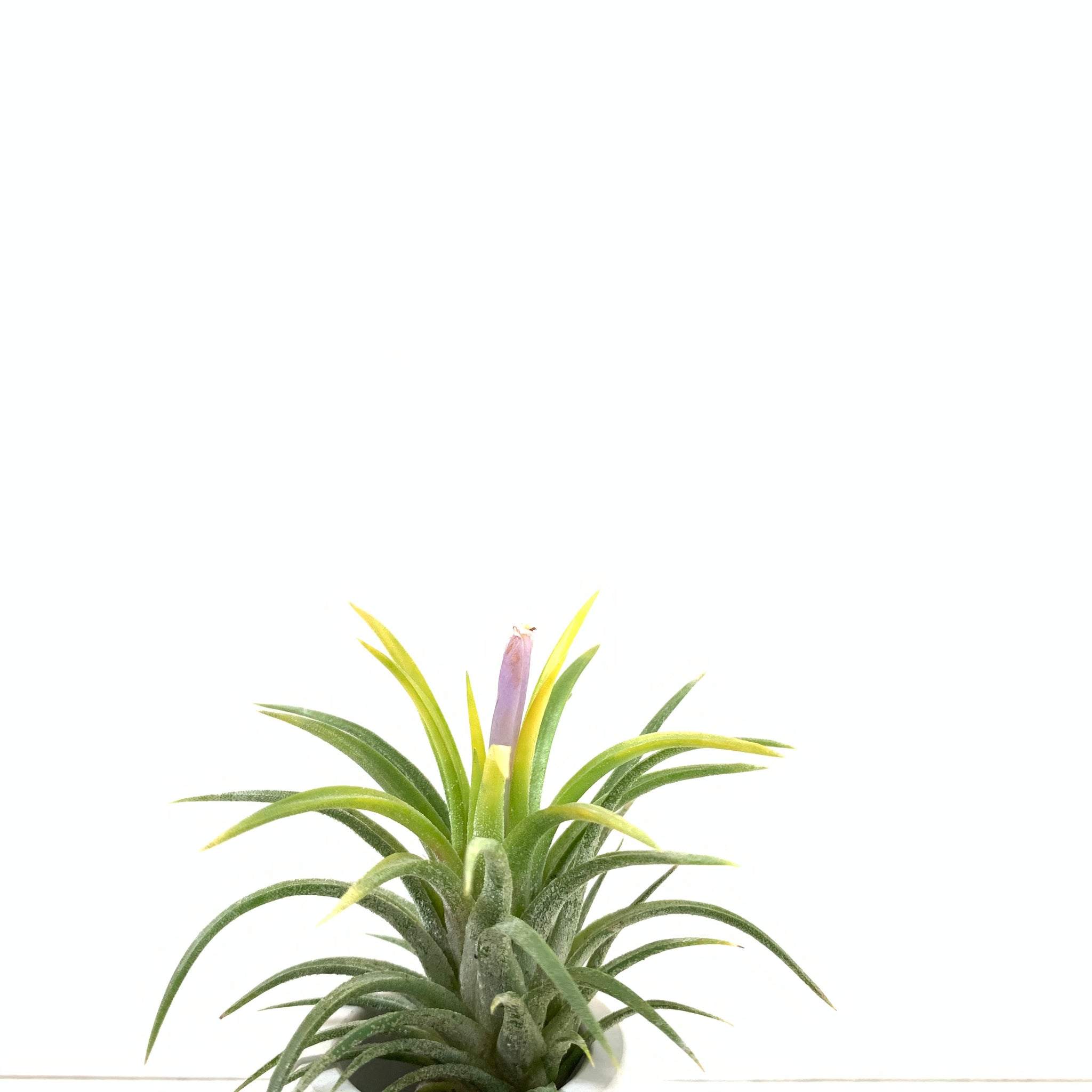 druid air plant Tillandsia ionantha 'Blue Eyed Druid' – Cuffel Farms