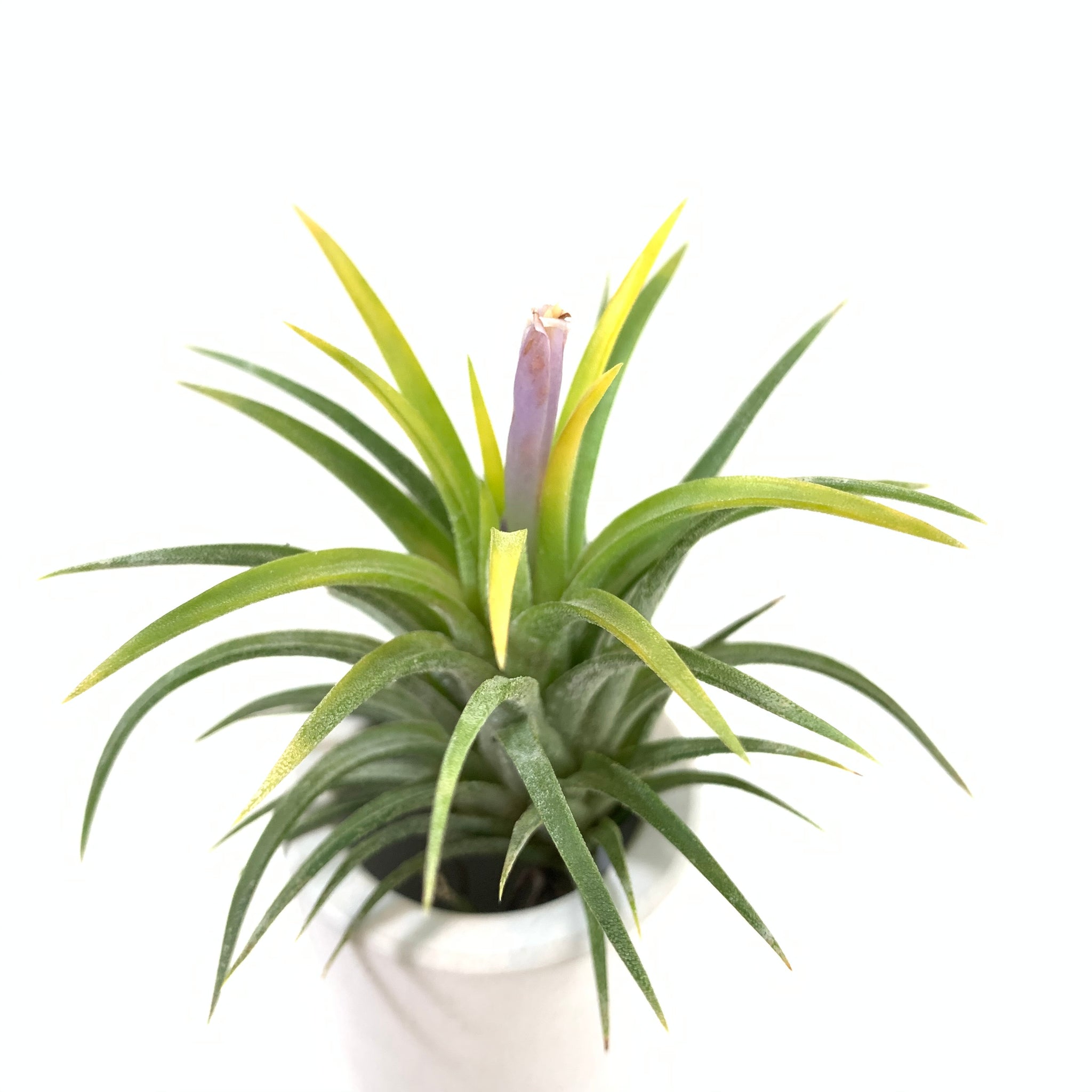 ionantha druid air plant Tillandsia ionantha 'Blue Eyed Druid' – Cuffel Farms